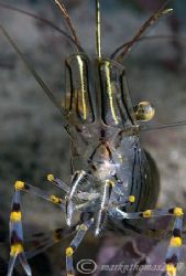 Common Prawn.
Trefor Pier, N. Wales.
D200, 60mm. by Mark Thomas 